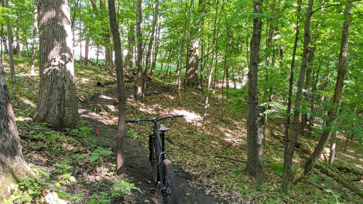 A canopy of green